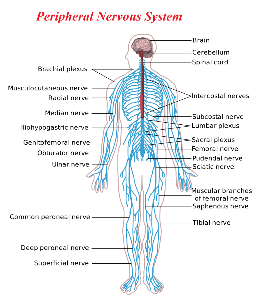 Peripheral Nervous System Karuna Yoga Best Yoga Teacher Training 