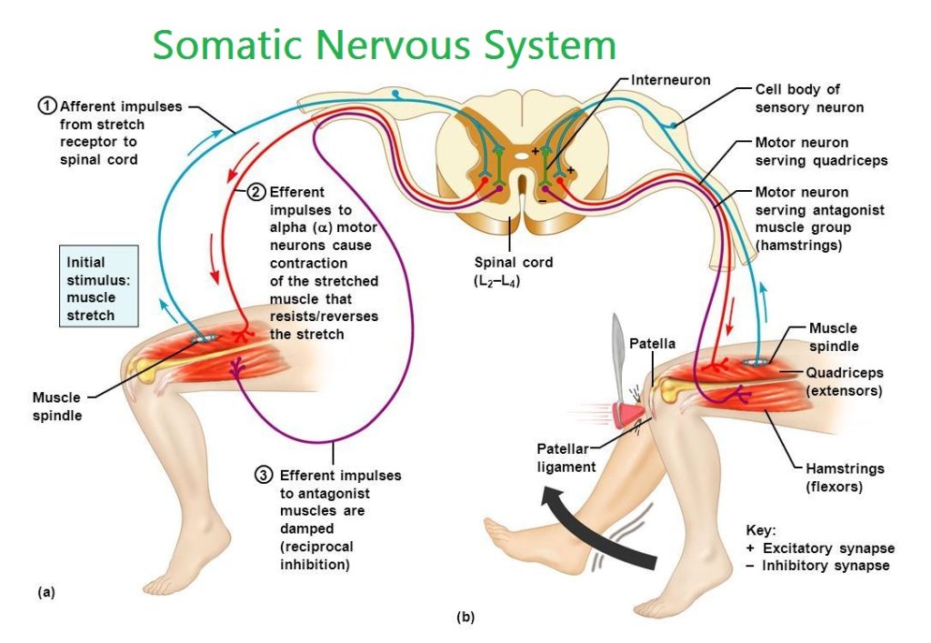 Somatic Nervous System Karuna Yoga Best Yoga Teacher Training Course 