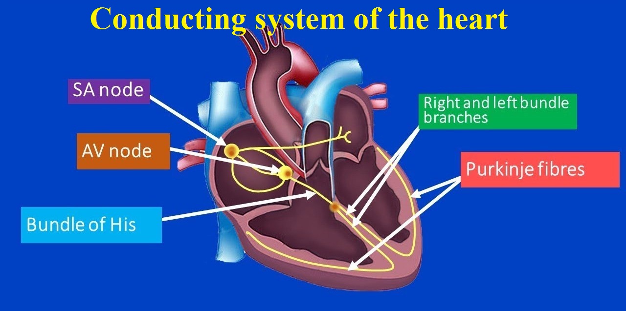Conducting System of the Heart - Bundle of His - SA Node - TeachMeAnatomy
