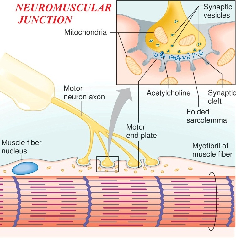 Neuron And Neuromuscular Junction