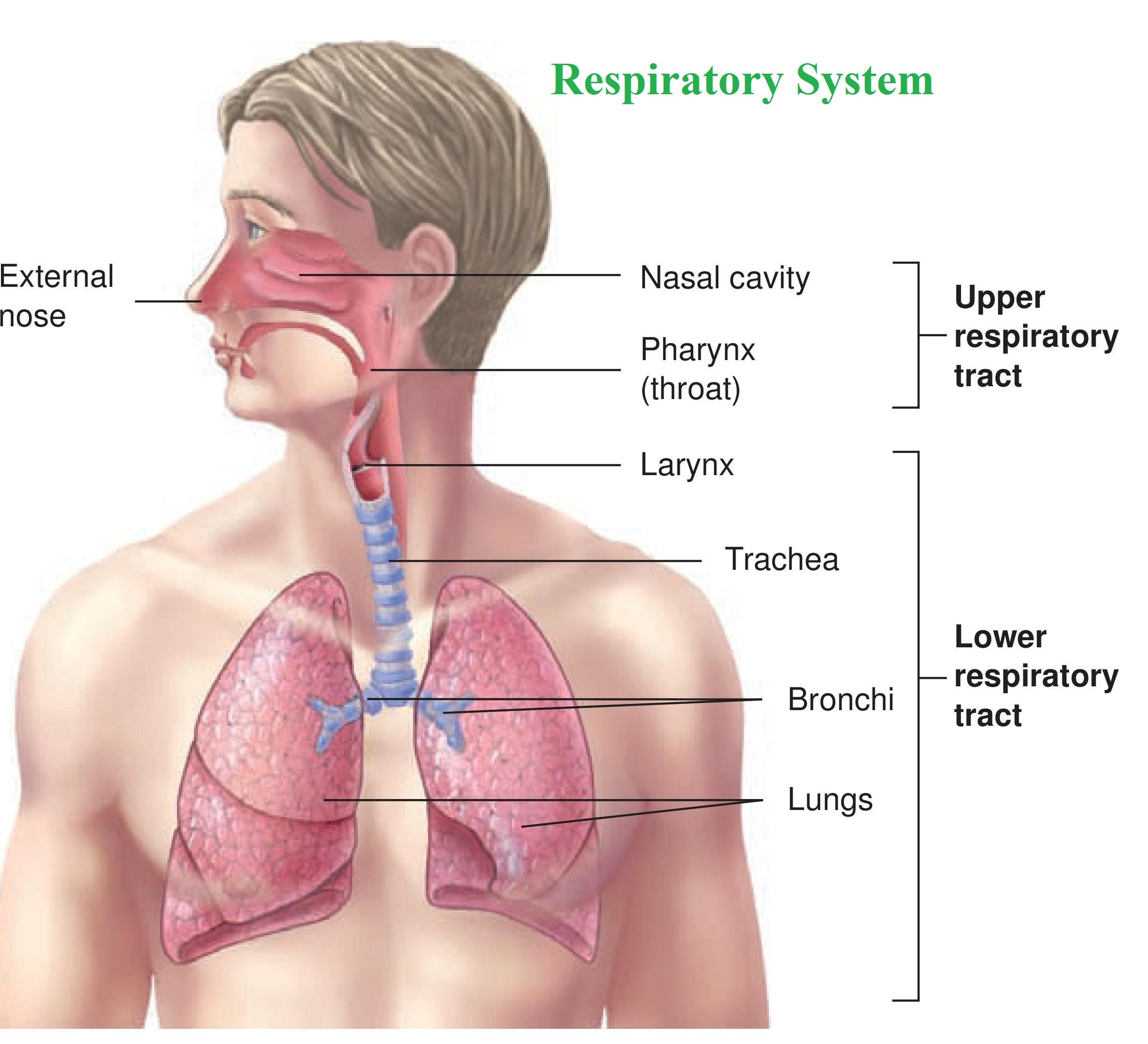 Дыхательная латынь. Дыхательная система. Дыхательная система человека. Дыхательная система на английском. Дыхательная система анатомия.