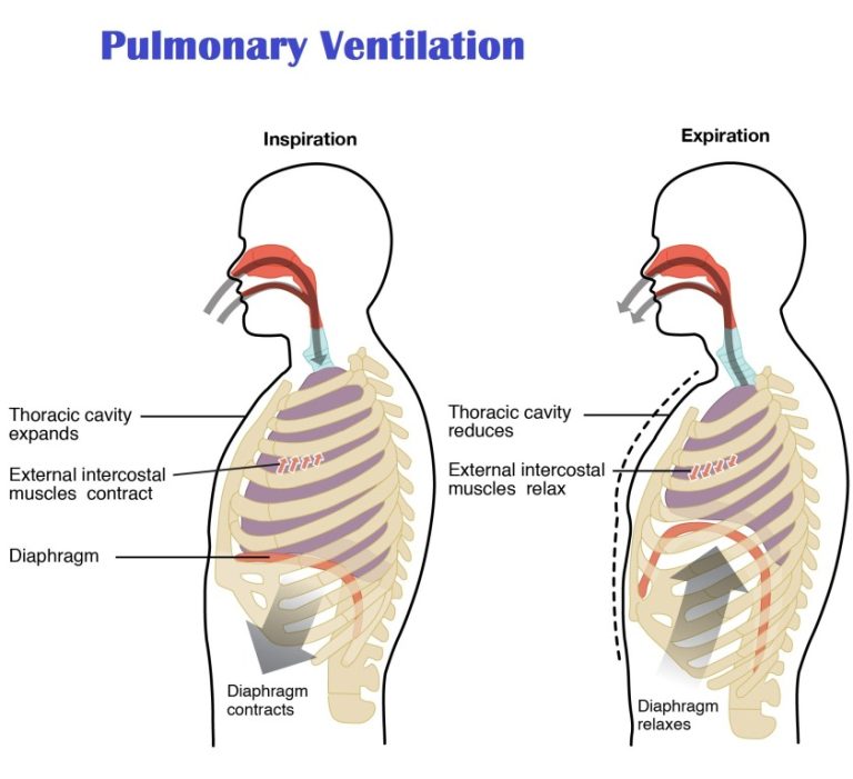 Pulmonary Ventilation – Karuna Yoga Vidya Peetham Bangalore