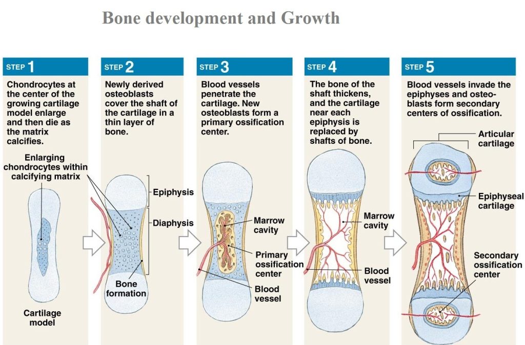 BONE DEVELOPMENT Karuna Yoga Vidya Peetham Bangalore