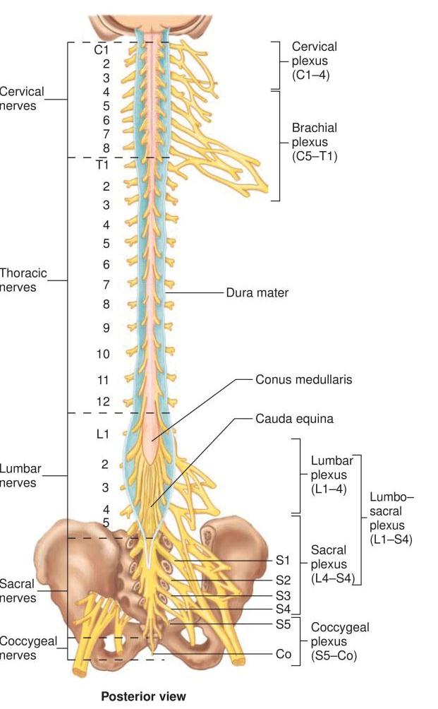 Central Nervous System – Karuna Yoga Vidya Peetham Bangalore