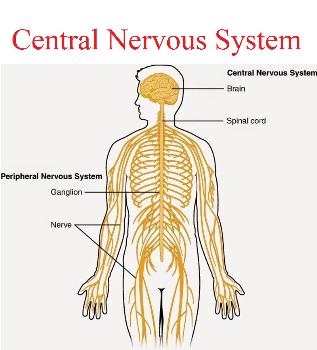 Picture Of Nervus System Nervous System Model (1/2 Life Size) C30