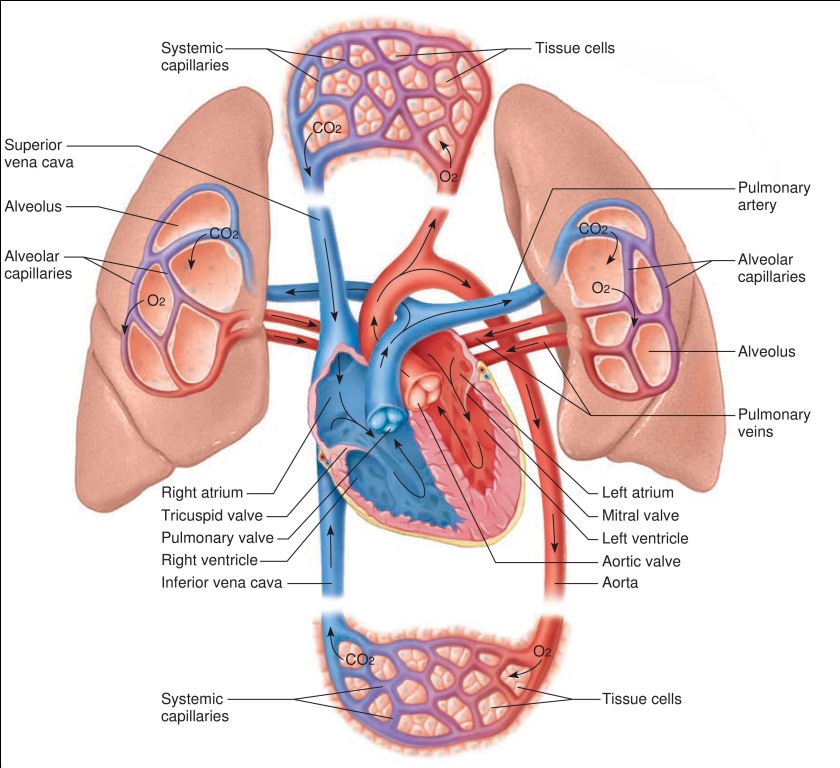 Cardiovascular system – Karuna Yoga Vidya Peetham Bangalore