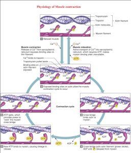 Physiology of Muscle contraction - Karuna Yoga Vidya Peetham Bangalore