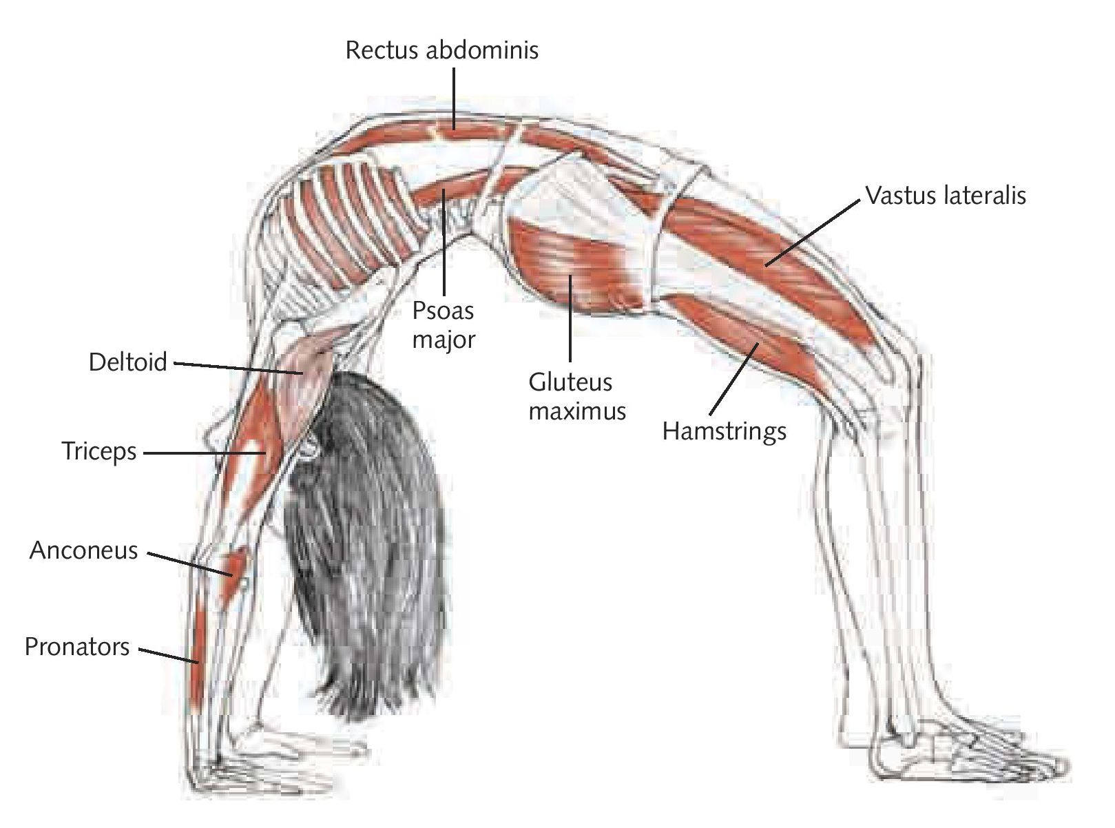 Why and How to Activate Your Muscles in Yoga Poses - YogaUOnline